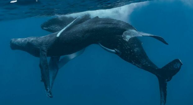 Balene omosessuali, avvistamento al largo delle Hawaii: in mare il concetto di genere è estremamente fluido