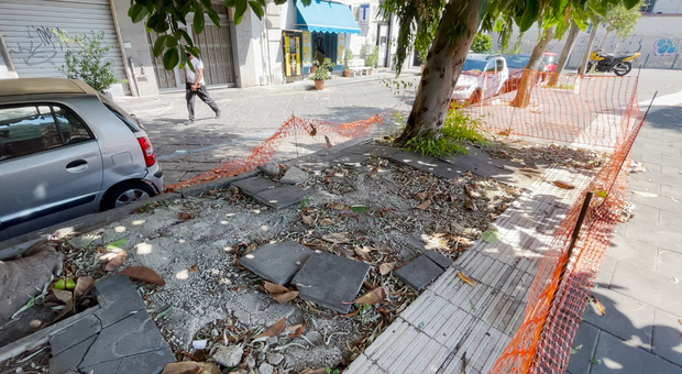 Napoli, strada distrutta dalle radici degli alberi mai potati: «I rami sono dentro casa»