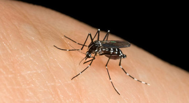Siete facili "prede” delle zanzare? Ecco da cosa dipende/Leggi