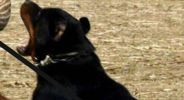 Azzannata al volto da un rottweiler: grave bimba di 11 anni