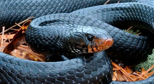 Trovato in una foresta americana un serpente della cui specie non si sapeva più niente dalla metà del secolo scorso