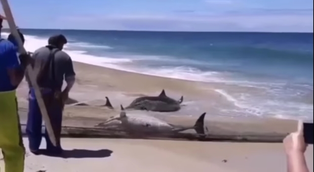 Pescatori tirano la rete a riva piena di delfini, le drammatiche immagini in un video