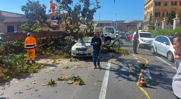 Roma, albero crolla in via Cernaia: colpite auto in transito, tanta paura ma nessun ferito