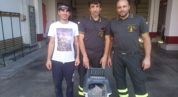 Foligno, vigili del fuoco e volontari dell'Oasi Felina, salvano tre gattini