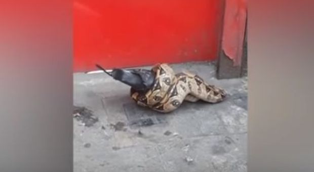 Boa strangola in piccione per le strade di Londra, il video fa il giro del web