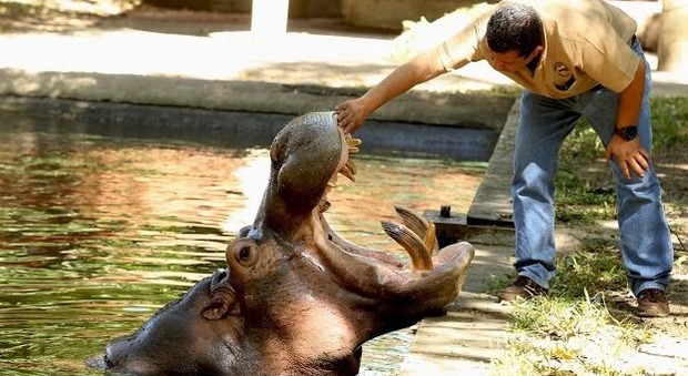 San Salvador, l'ippopotamo Gustavito ucciso a colpi di machete -Video