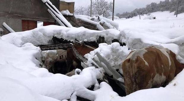 Terremoto e neve, trovato un uomo morto in una stalla nel Teramano