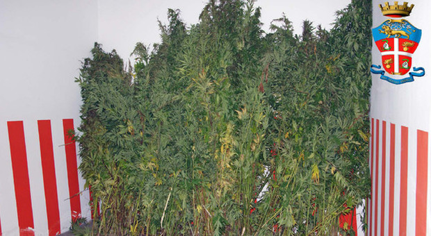 Piante di marijuana nel bosco, maxisequestro nel Vallo di Diano