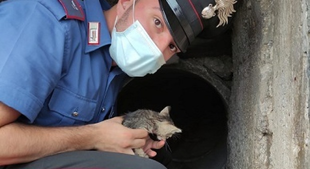I bagnanti lanciano l'allarme, i carabinieri salvano cucciolo intrappolato