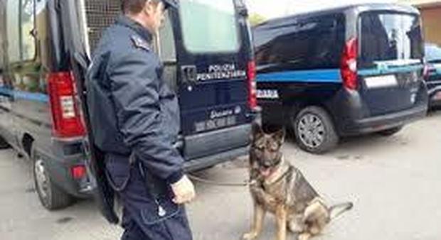 Cani antidroga scoprono tre panetti di hashish nel carcere