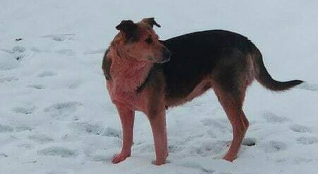 Individuato un cane rosa nella stessa città russa dove sono stati avvistati dei cani con il pelo azzurro