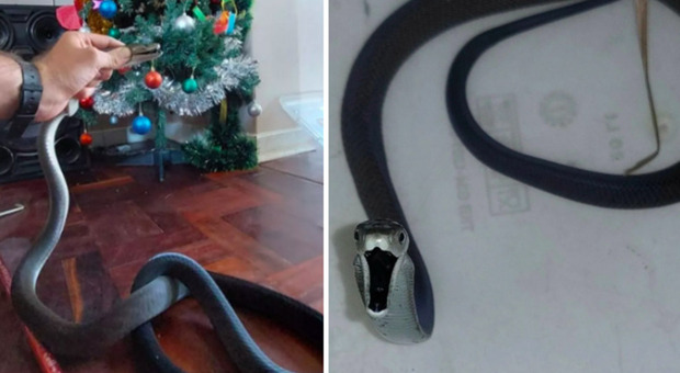 Serpente Black Mamba striscia fuori dall'albero di Natale: mamma, papà e due bambini sotto choc