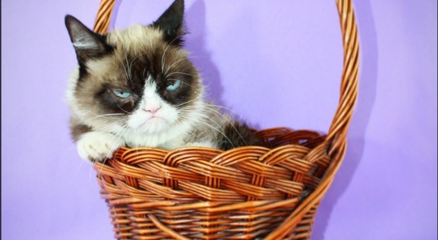 Addio a Grumpy Cat, il gatto "arrabbiato" più famoso del mondo