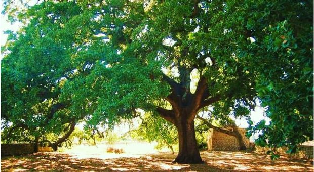 La secolare quercia vallonea di Tricase l'albero più bello