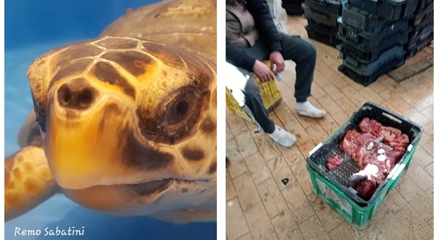 Carne di tartaruga marina in vendita al mercato tunisino (immag diffusa su fb da Habib Dlensi)