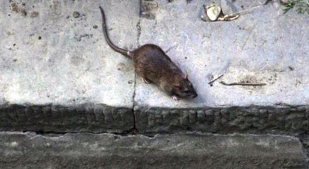 Il dramma di Melina: mangiata viva dai topi mentre riposava nel suo lettino