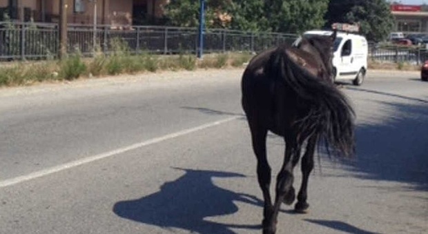 Cavallo in fuga semina il panico sulla strada statale 90 delle Puglie