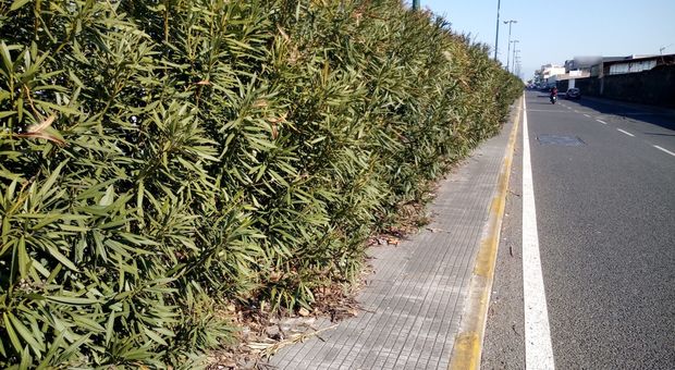 Napoli Est, lo spartitraffico di via Argine «invaso» dalle piante: slalom tra i pericoli