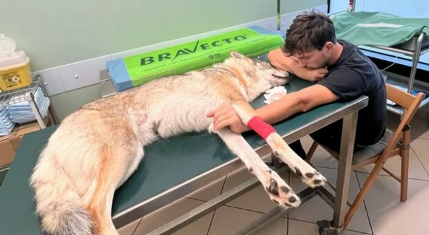 Cane paralizzato dopo una caduta di 10 metri, Luca organizza una raccolta fondi: «Aiutatemi a salvare la mia Arwen»