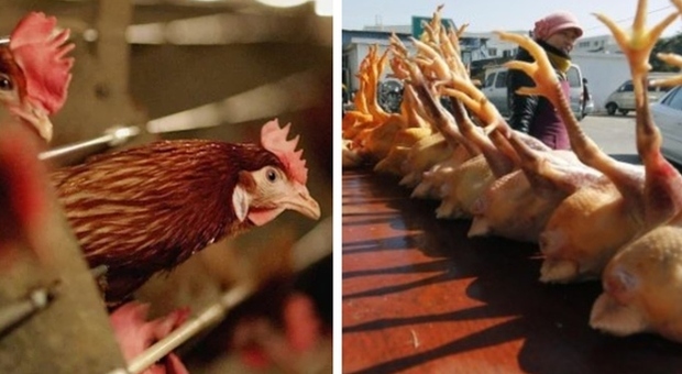 Influenza aviaria, primo caso in Cina. Ma l'Oms: «Non si trasmette da uomo da uomo»