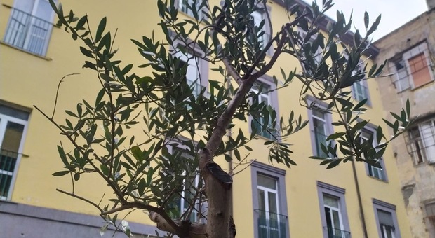 Napoli: festa dell'albero per gli studenti confalonieri con i carabinieri forestali