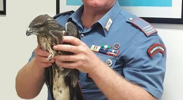 Carabinieri mettono in salvo un falco adulto della specie protetta “Poiana comune”