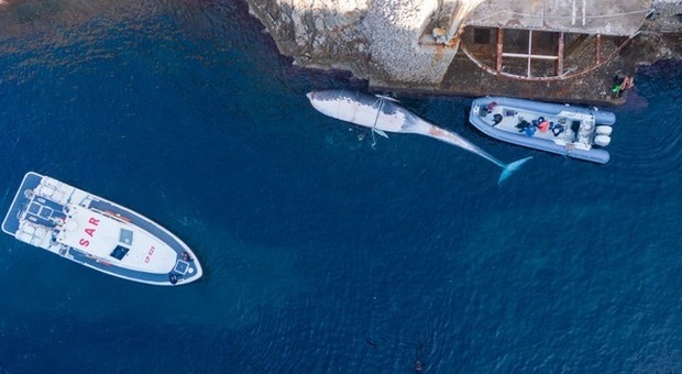 Balena morta a Capri, l'autopsia svela il mistero: «Decesso 10 giorni fa, trascinata dalle correnti»