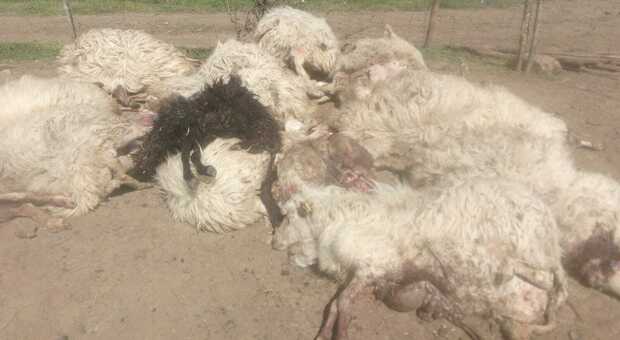 Lupi fanno strage di pecore, gli allevatori: «Sono tanti e girano anche di giorno»