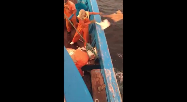 Quintali di pesce, ormai morto, vengono ributtati in mare dai pescatori. Il video denuncia pubblicato da Jose Carlos Silva, Creature del Mare Onlus e SharkOn Knowledge Protects.