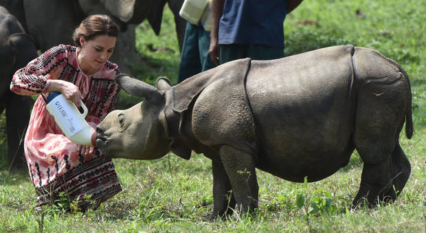 Kate Middleton in India dà il biberon al cucciolo di rinoceronte