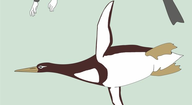 Nuova Zelanda, scoperti i resti di un pinguino gigante: era alto come un uomo e pesava 100 chili