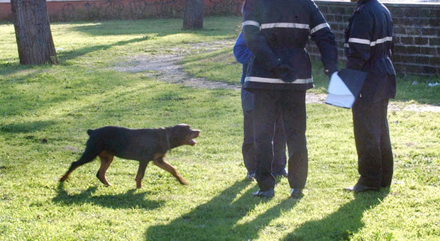 Roma choc, cane senza guinzaglio aggredisce due bambini di 9 e 6 anni nel parco: feriti