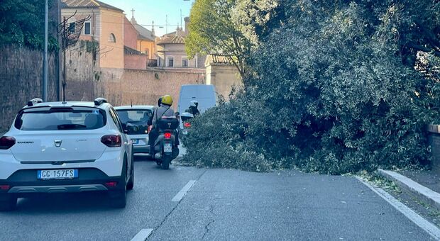 Vento forte a Roma, cade un albero e colpisce una donna a Monteverde: è grave