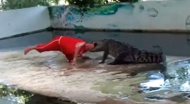 Thailandia, addestratore infila la testa tra le fauci del coccodrillo: l'animale lo azzanna davanti al pubblico