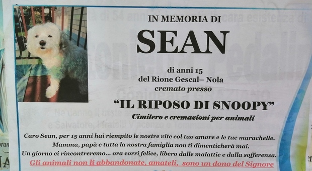 Nola, muore il cane e la padrona lo saluta con un manifesto funebre: «Addio Sean, figlio mio»