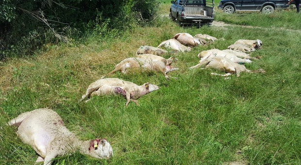 San Benedetto, lupi nell'ovile: quindici pecore uccise, il resto del gregge fugge