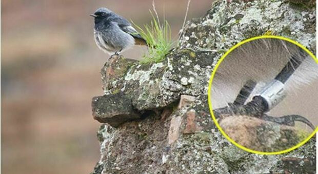 Colosseo, scoperto l'uccellino d'Ungheria: lo "spazzacamino" che ama i ruderi d'inverno