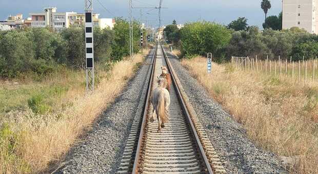 Cavalli in fuga sui binari: la "sfida" al trotto con la littorina lungo la linea Bari-Lecce
