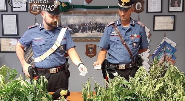 I carabinieri accorrono in casa per un litigio e trovano 53 di piante di marijuana alte più di un metro e mezzo
