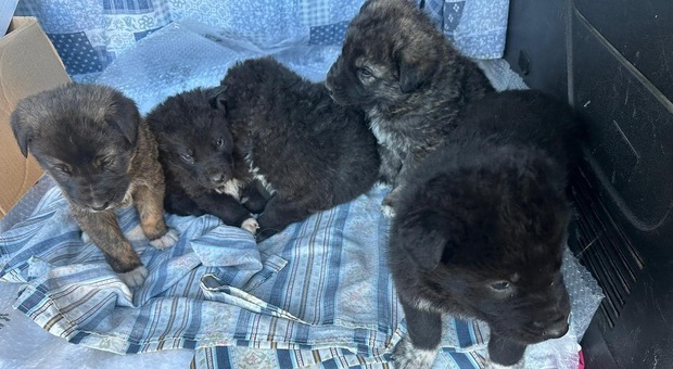 Bagnoregio, cinque cuccioli abbandonati in uno scatolone: «Cercano una famiglia»