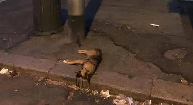 Roma: cagnolino investito, ucciso e lasciato al bordo della strada tra l'indifferenza generale