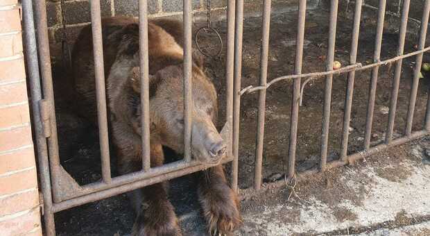 Ucraina, Uanimals salva l'orso di Bakhmut ma lancia l'allarme: «Troppi gli animali in pericolo»