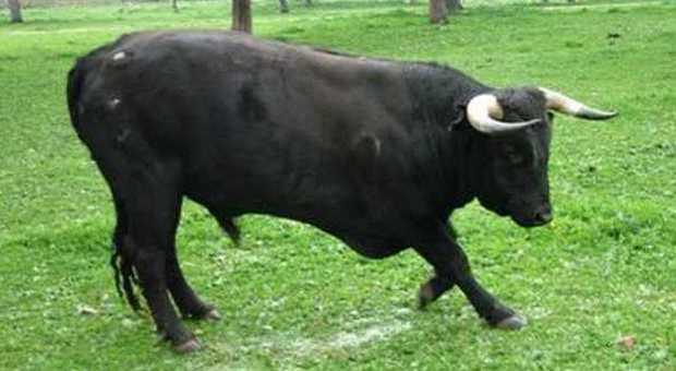 Visita un vitellino, veterinario incornato e ucciso dal toro