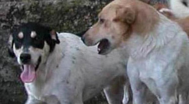 Cani avvelenati dalle polpette nei parchi caccia al "serial killer" degli animali