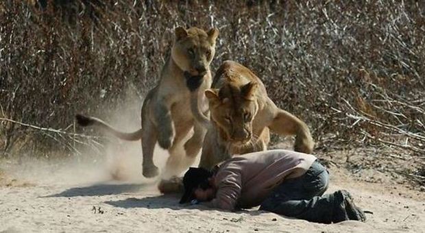 Turista americana sbranata da un leone nel ​parco dove si possono 'accarezzare i cuccioli'