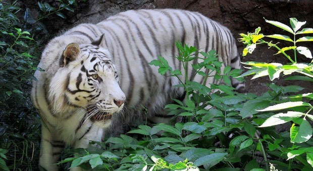Giappone, custode di uno zoo sbranato da un tigre bianca: i parenti si oppongono alla decisione di abbattere l'animale