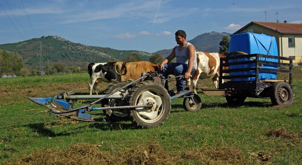 35 milioni dalla Regione per l'agricoltura in Campania