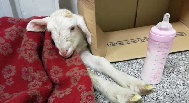 Sorpresa su via Collatina: i vigili salvano un agnellino appena nato