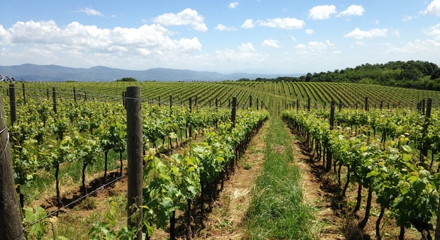 Fra enologia e geologia, a Civita di Bagnoregio per riconoscere il legame fra vino e territorio