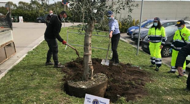 Un albero della vita per ricordare le 38 vittime covid di Mondragone